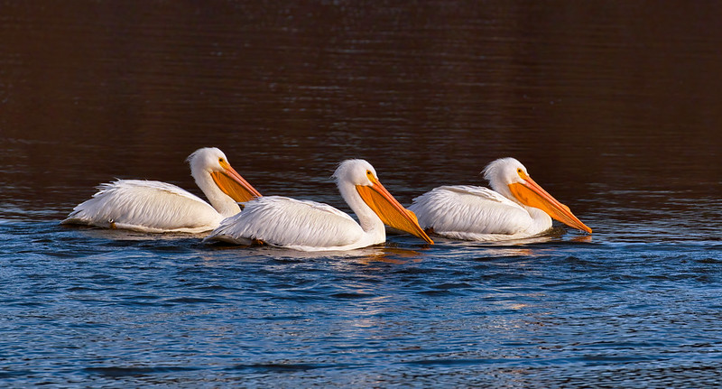 Graceful Trio of American White Pelicans