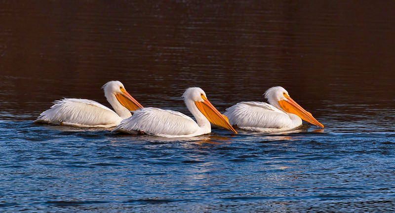Three American White Pelicans