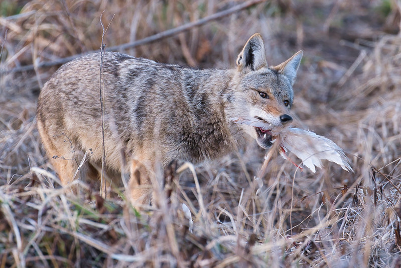 Coyote With Snow Goose Wing