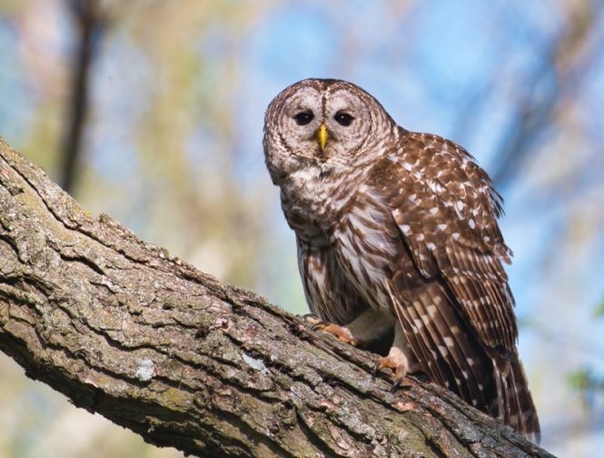 Barred Owl Preparing To Dive - Steve Creek