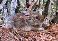 Baby Cottontail Rabbit