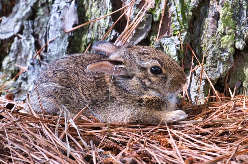 Baby Cottontail Rabbit 