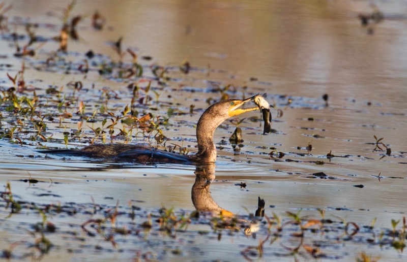 Double crested Cormorant With Catfish