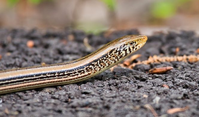 Glass Lizard At Sequoyah National Wildlife Refuge