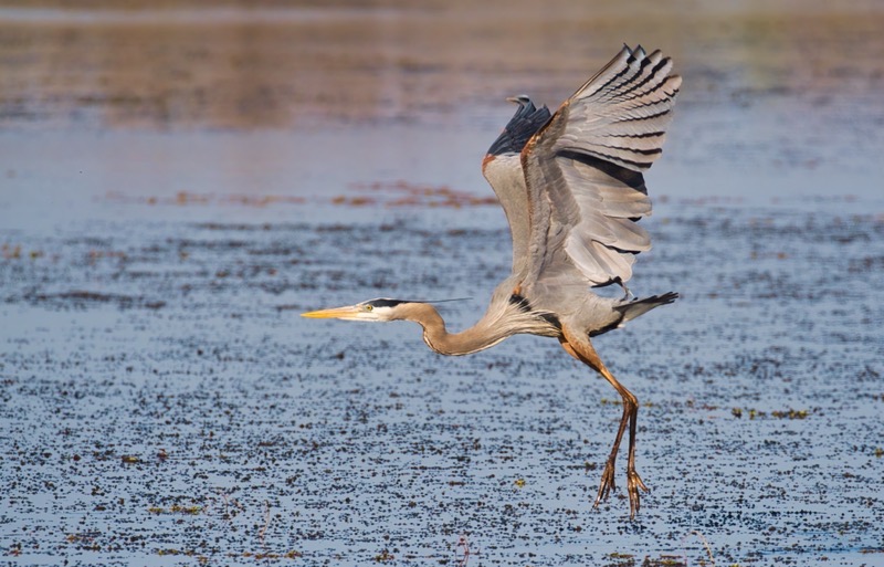 Great Blue Heron Flying