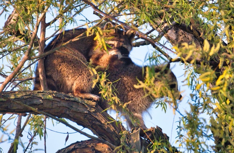 Mating Raccoons