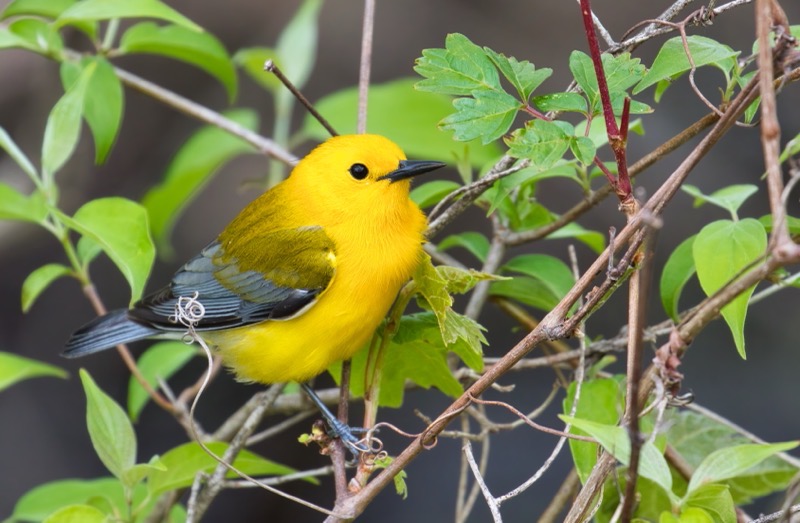 Prothonotary Warbler In The Vines