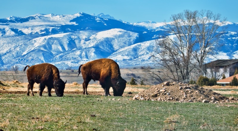 Sheridan, Wyoming Bison