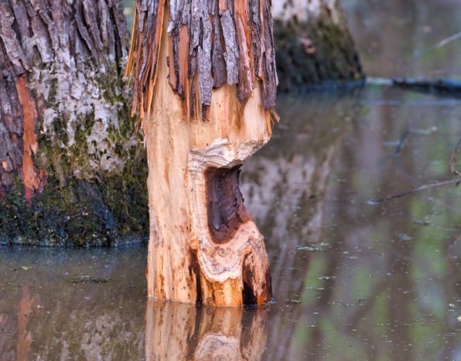 Tree With Beaver Damage
