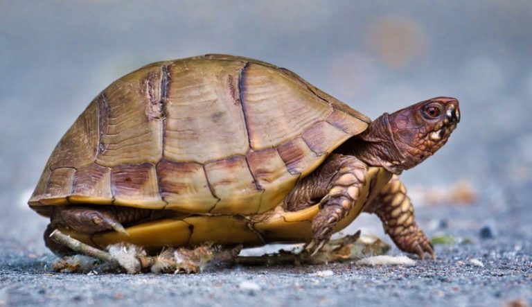 Box Turtle Crossing Parking Area | Steve Creek Wildlife Photography