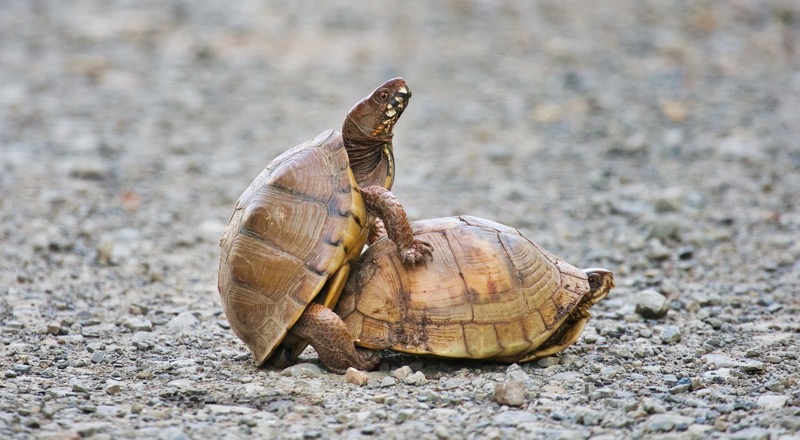 Mating Box Turtles