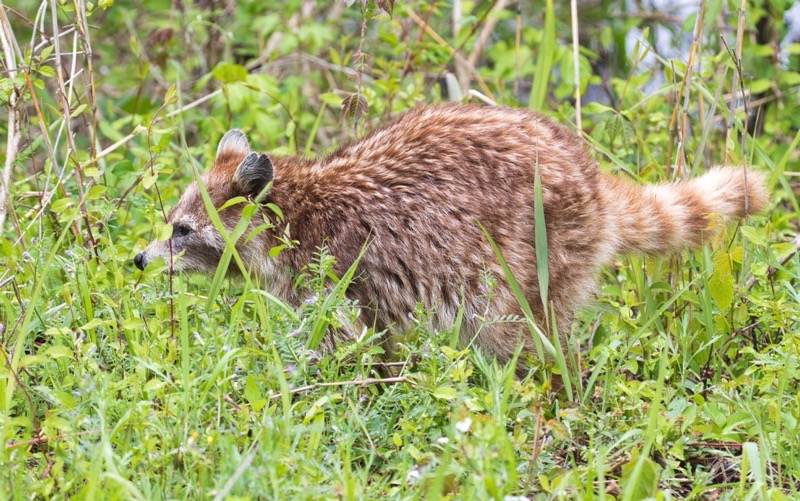 Cinnamon Raccoon #2