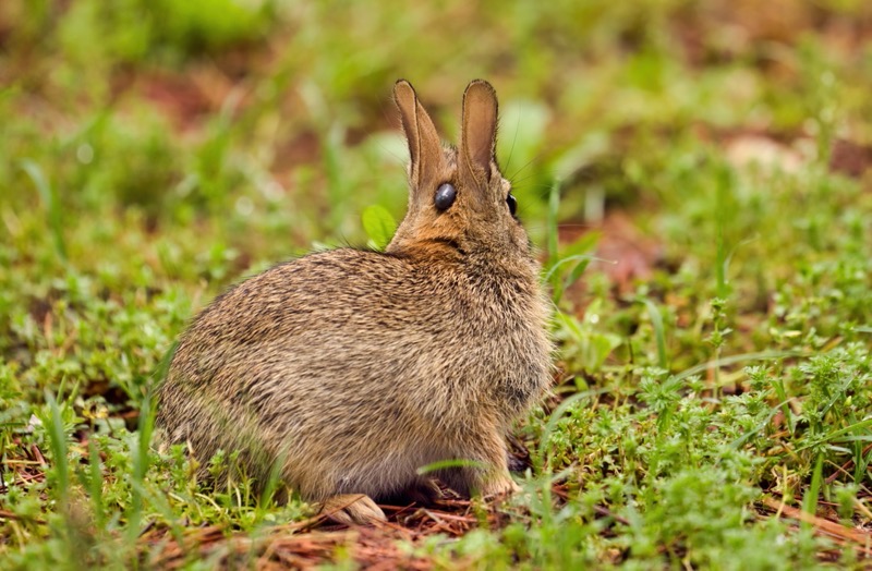 Cottontail Rabbit With Tick 