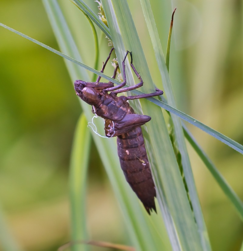 Dragonfly Exoskeleton 