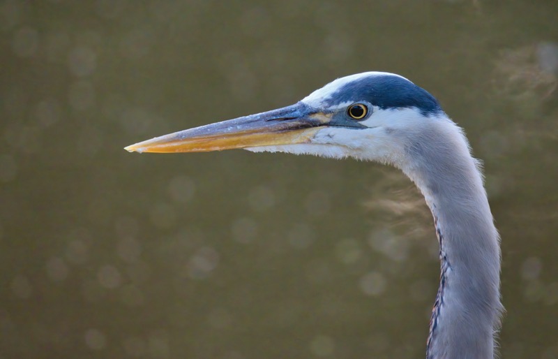 Great Blue Heron Close Up Portrait