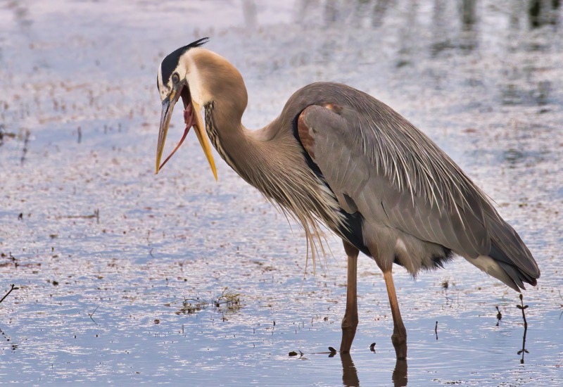 Great Blue Heron With A Problem