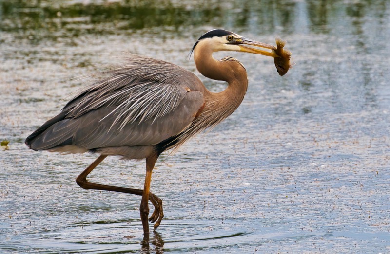 Great Blue Heron With Sunfish 2