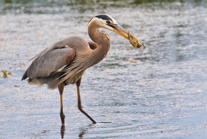 Great Blue Heron With Sunfish
