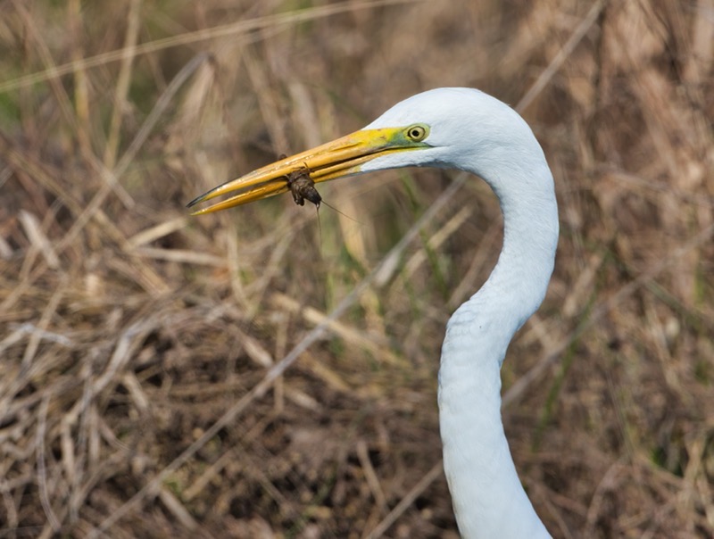 Great Egret With Crayfish