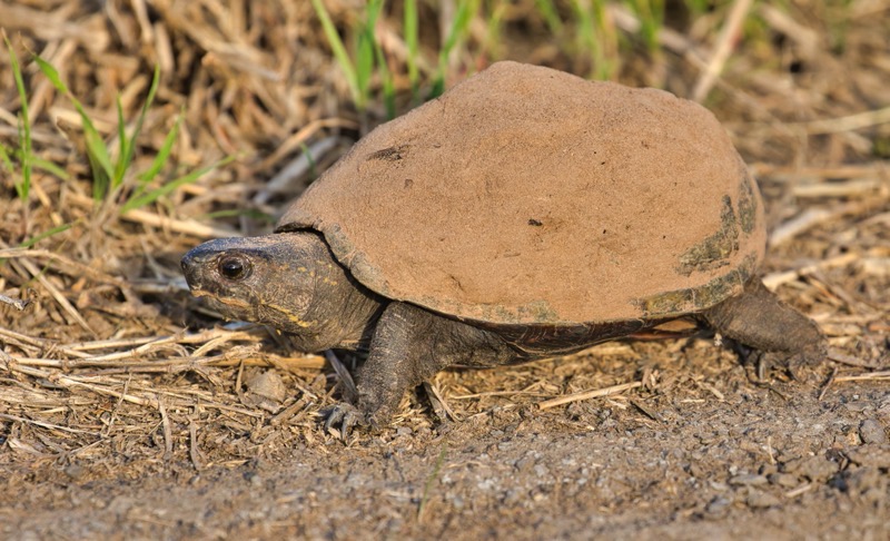 Mississippi Mud Turtle