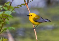 Prothonotary Warbler 050121