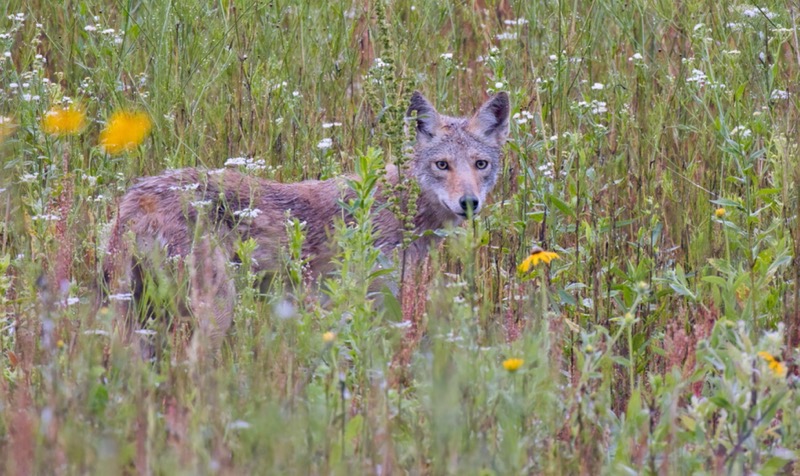 A Young Coyote