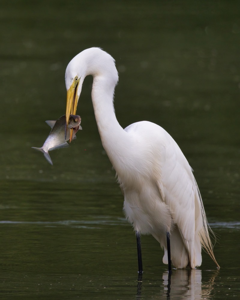 Great Egret With Shad