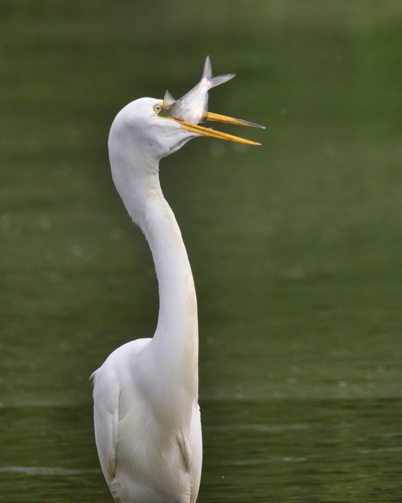 Great Egret With Shad #3