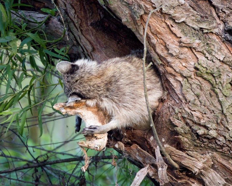 A Tired Mom Raccoon | Steve Creek Wildlife Photography