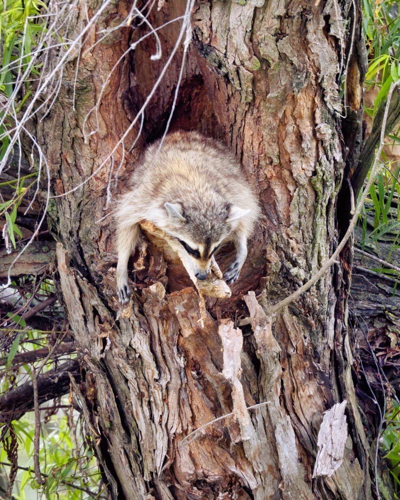 A Tired Mom Raccoon | Steve Creek Wildlife Photography