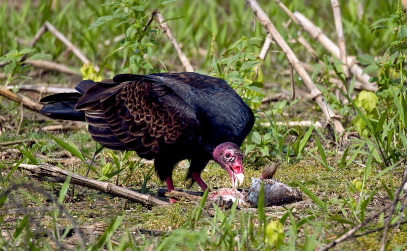 Turkey Vulture Eating A Catfish