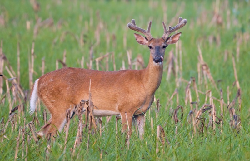 Whitetail Buck In Old Cornfield