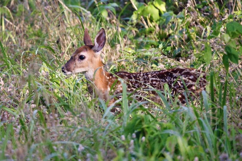 Whitetail Fawn In The Weeds