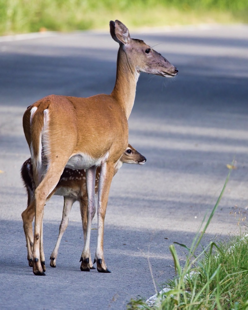 Whitetail Doe and Fawn In Roadway 