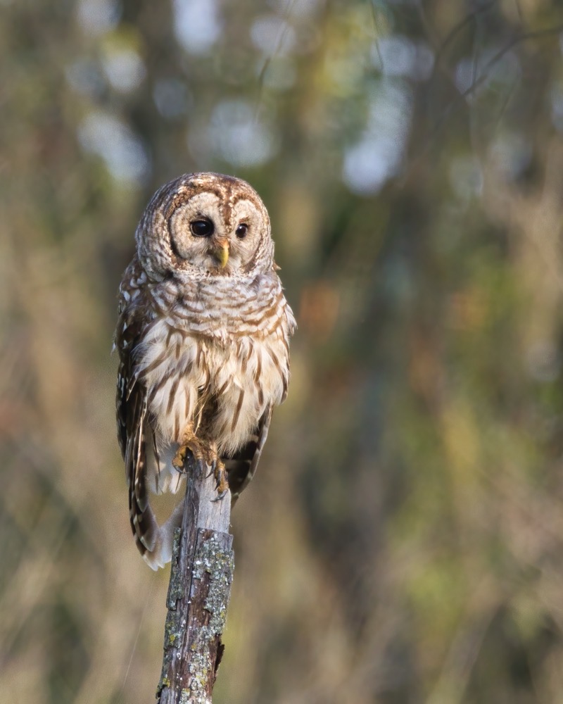 Barred Owl 7 3 21 5760 1 - Steve Creek