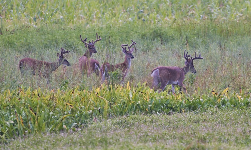 Four Whitetail Bucks