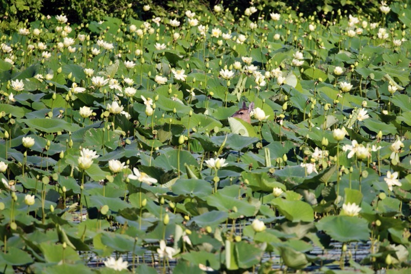 Whitetail Doe In Lily Pads