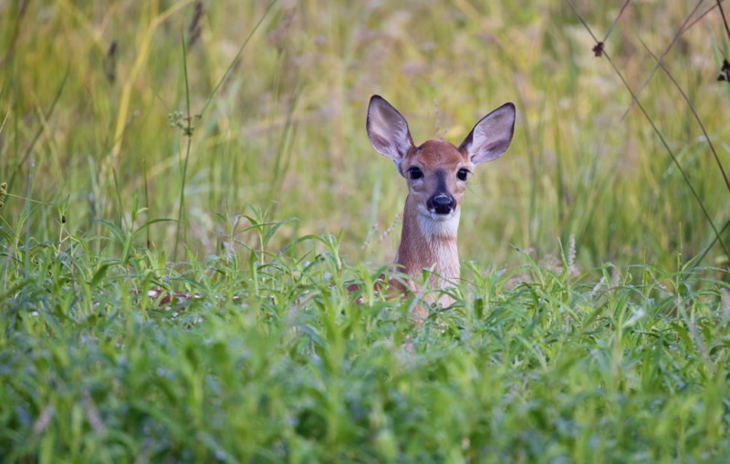Whitetail Fawn In Tall Weeds