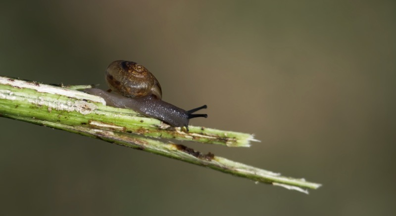 Land Snail On Plant Stalk