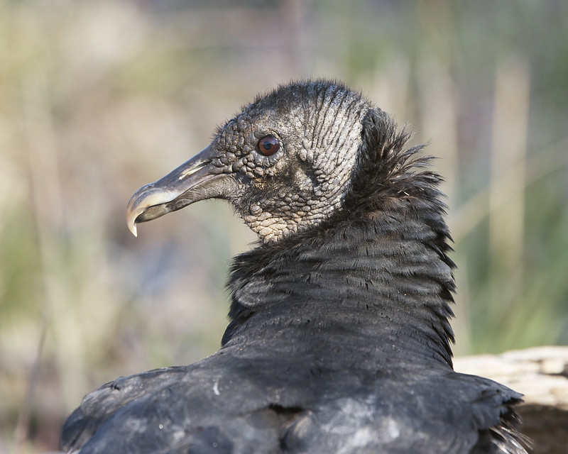 American Black Vulture Close-up