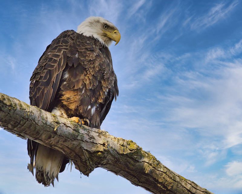 Bald Eagle