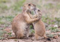 Black-tailed Prairie Dog Mom and Pup