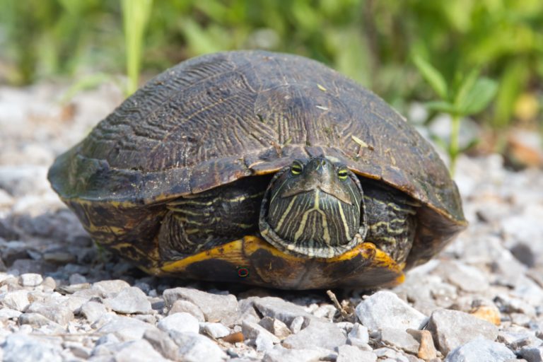 Eastern River Cooter On Gravel | Steve Creek Wildlife Photography