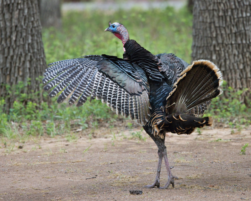 Rio Grande Turkey Flapping Wings