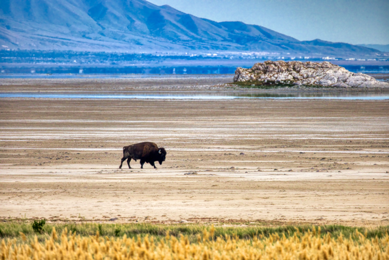 Bison Walking - Great Salt Lake