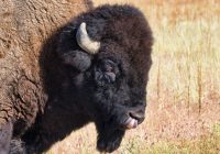 Bison Picking Nose