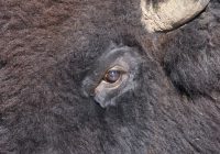 Bison Closeup In Utah