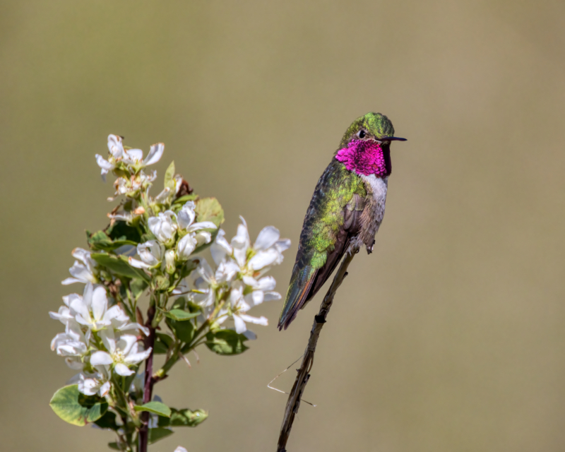 Broad-tailed Hummingbird In Utah