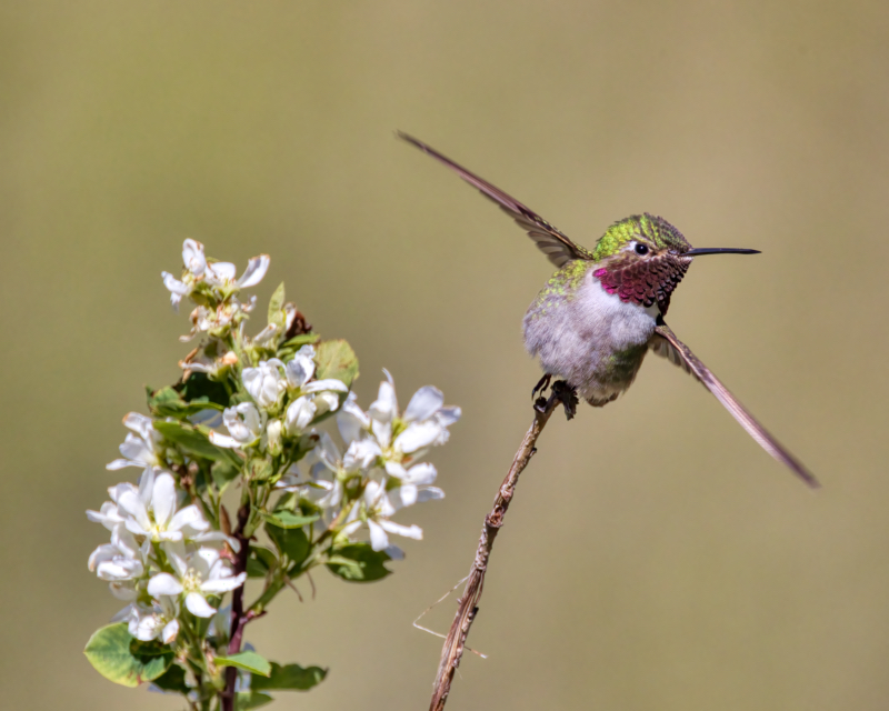 Broad-tailed Hummingbird Taking Flight