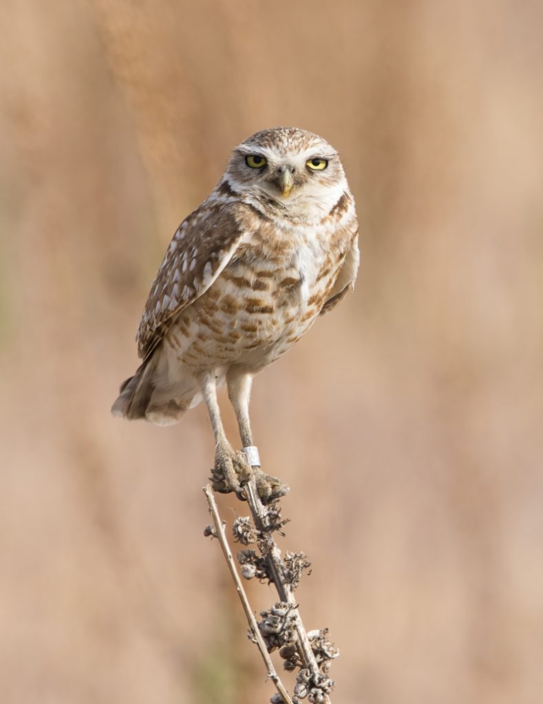 Burrowing Owl With Band